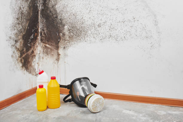 Best Kitchen Mold Remediation in Slaughterville, OK