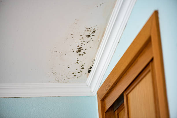 Best Health and Safety Mold Remediation in Slaughterville, OK