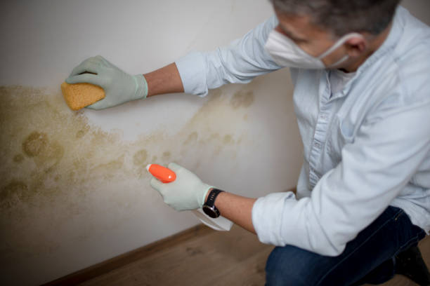 Best Mold Remediation for Specific Building Types in Slaughterville, OK