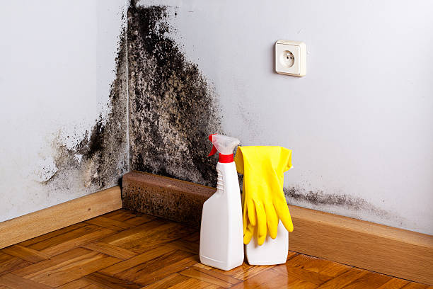 Best Insurance-Related Mold Remediation in Slaughterville, OK