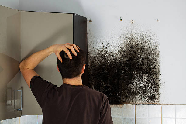 Best Basement Mold Remediation in Slaughterville, OK