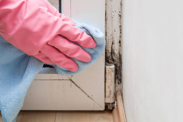 Best Black Mold Remediation in Slaughterville, OK